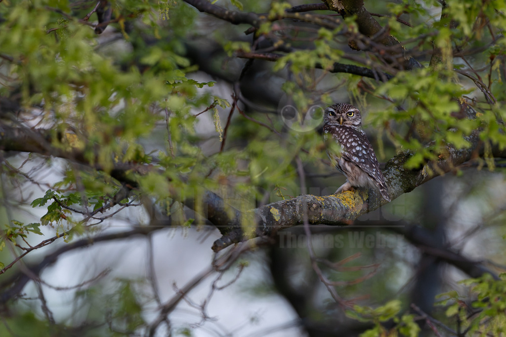 R5M26949_20260422 | Ein Steinkauz (Athene noctua) sitzt auf einem dicken, von Flechten bewachsenen Ast in einem Baum. Der kleine Kauz mit seinem braun-weiß gefleckten Gefieder und den leuchtend gelben Augen blickt aufmerksam direkt in die Kamera. Die umgebenden Äste sind mit frischen, hellgrünen Blättern bedeckt, was auf den Frühling hindeutet. - Realisiert mit Pictrs.com
