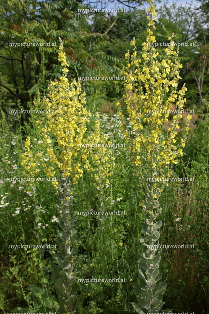 Mehlige Königskerze-002 | Das Bilderarchiv über Tiere, Planzen und Landschaften. In der Bilddatenbank finden Sie ein große Auswahl an hochwertigen Bilder für Ihre Werbung - Realized with Pictrs.com