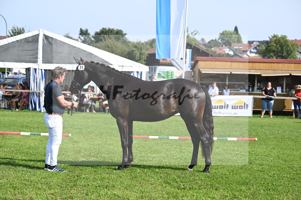 Kat-Nr. 11 nn v. Glamourdale_Muehlbauer_34240270 | hf-fotografie - Realisiert mit Pictrs.com
