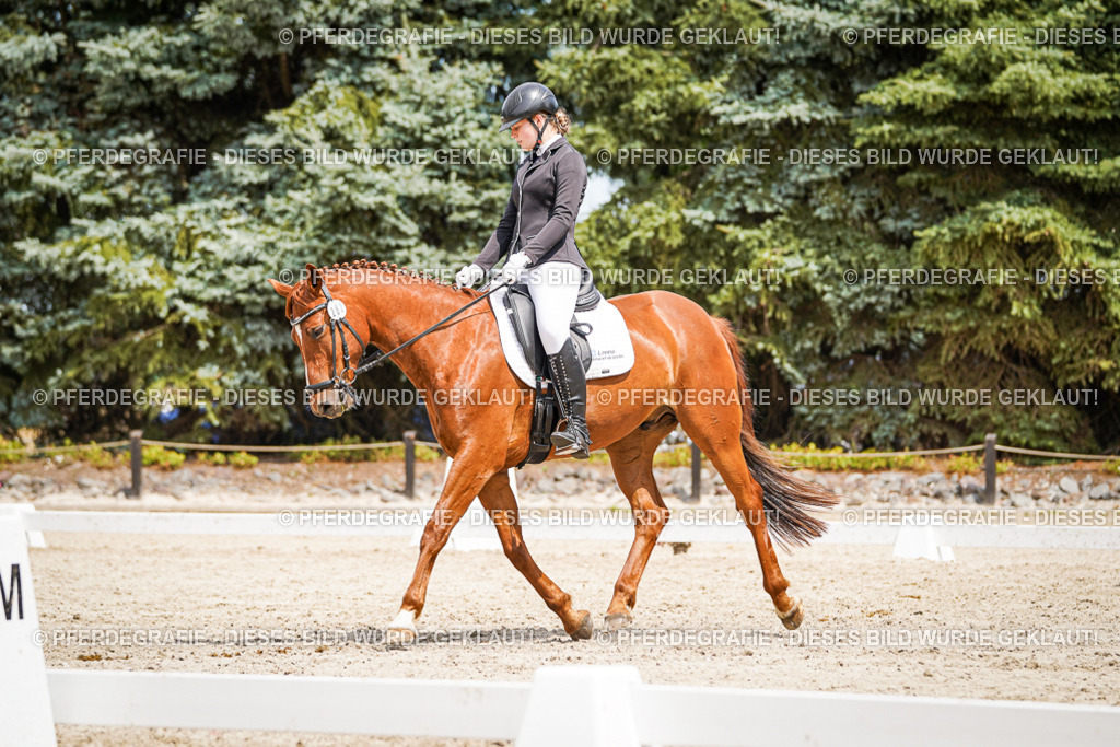 DSC03634 | Pferdegrafie