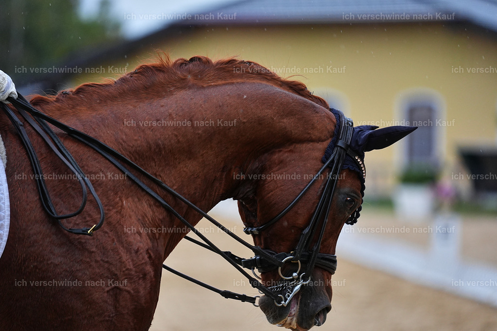 8_1-223-Klasse S_  -Marixx-4293 | working equitationturnier fotograf videograf stoibphotography marixx film working equitation deutschland reitsport turnierfotografie eventfotografie equestrian events