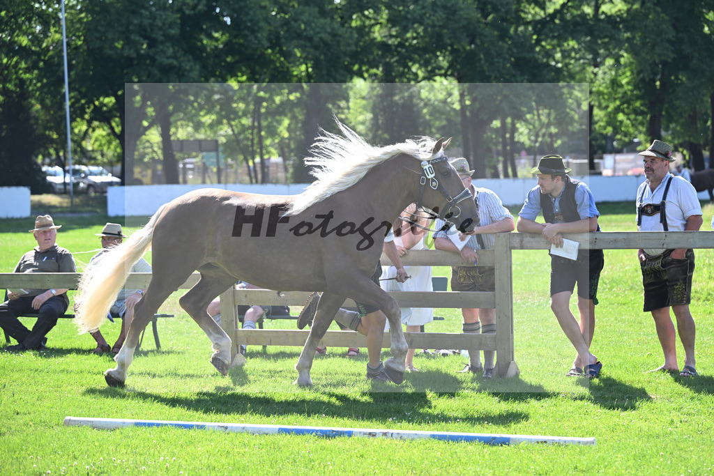 Kat-Nr. 10 Bella v. Vilstal_Gumpold_18250167 | hf-fotografie - Realizzato con Pictrs.com