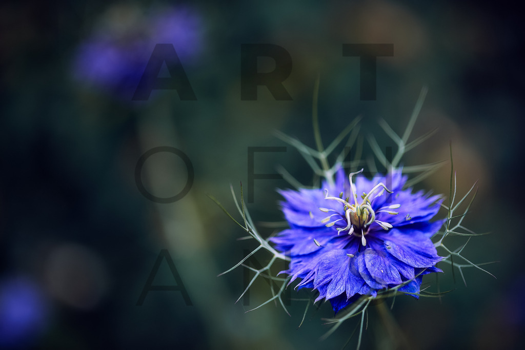 Ein Hans Fineart Original | Entdecke die Kunst von Hans Fineart - Fotografien für dein Zuhause. Verwandle deine Wände mit einzigartigen Kunstwerken und bringe die Schönheit der Welt in dein Leben. Bestelle jetzt und schaffe einen Ort der Inspiration und Eleganz.