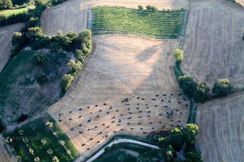Aerial view: Trees in a field in the Marche region in Pergola in the state Pesaro und Urbino, Italy. – Photo: IMG_43035.jpg taken on 07/15/2011 by Werner Riehm/FLY-FOTO.com – Resolution of the original: 4272 x 2848 px