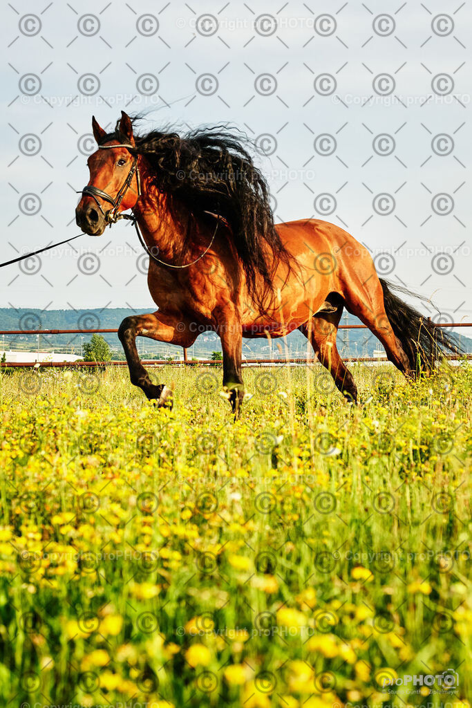 351_202406_Niki-Herodes_NZ9_0339 | proPHOTO - Realisiert mit Pictrs.com