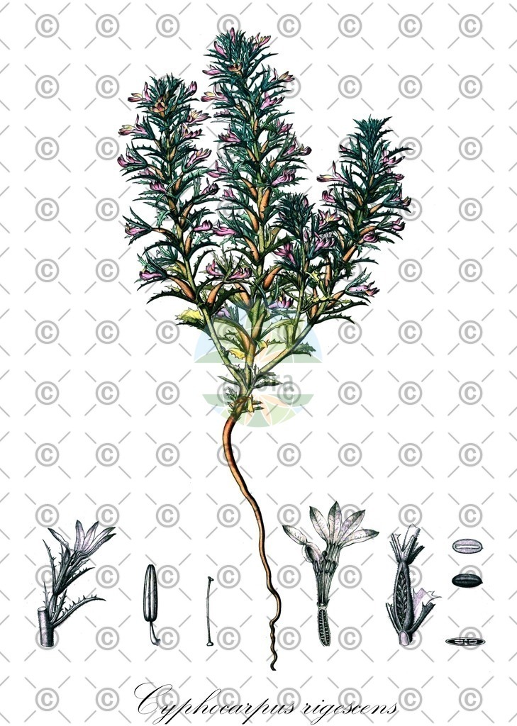 HistAbb_wfo-0000634394_1_ENZY_Simple | Historische Abbildung von Cyphocarpus rigescens - Campanulaceae | Historical Illustration of Cyphocarpus rigescens - Campanulaceae