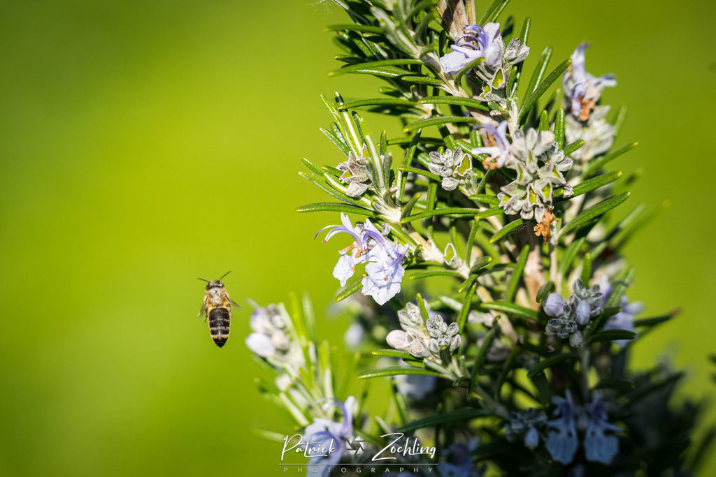 Workingbees-Zöchling (14) | Patrick Zöchling - Realisiert mit Pictrs.com