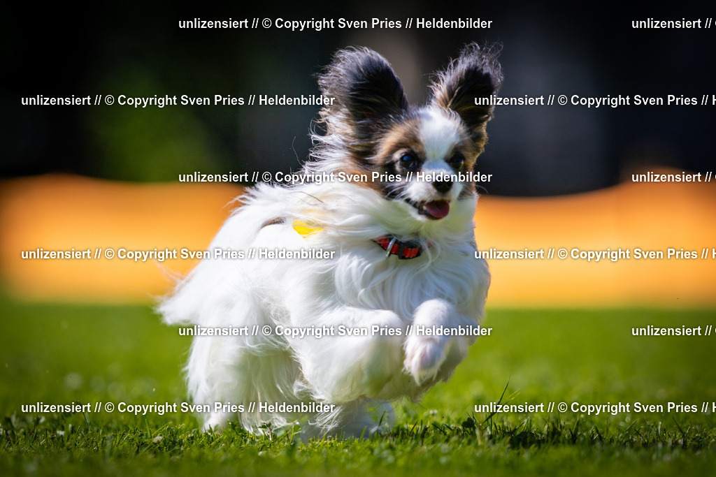 Sven Pries | 2025-08-10 - Hunderennen Durlach - Realisiert mit Pictrs.com