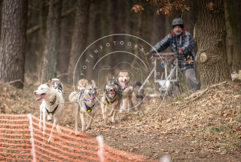 Pfotenfotografie_DV3A2221 | Hundefotografie, Tierfotograf, Pfotenfotografie, Fotoshooting Hund, Hunde Portrait, Hundesport, Hundeportraits, Heideshooting, Hunde, Sportfotograf, Hundefotograf, Turnierhundsport, THS,  - Realisiert mit Pictrs.com