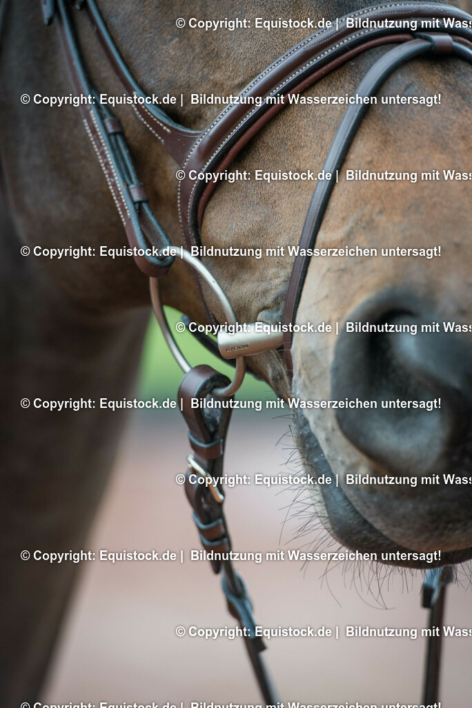 20160226_Codex_One_0007 | equistock