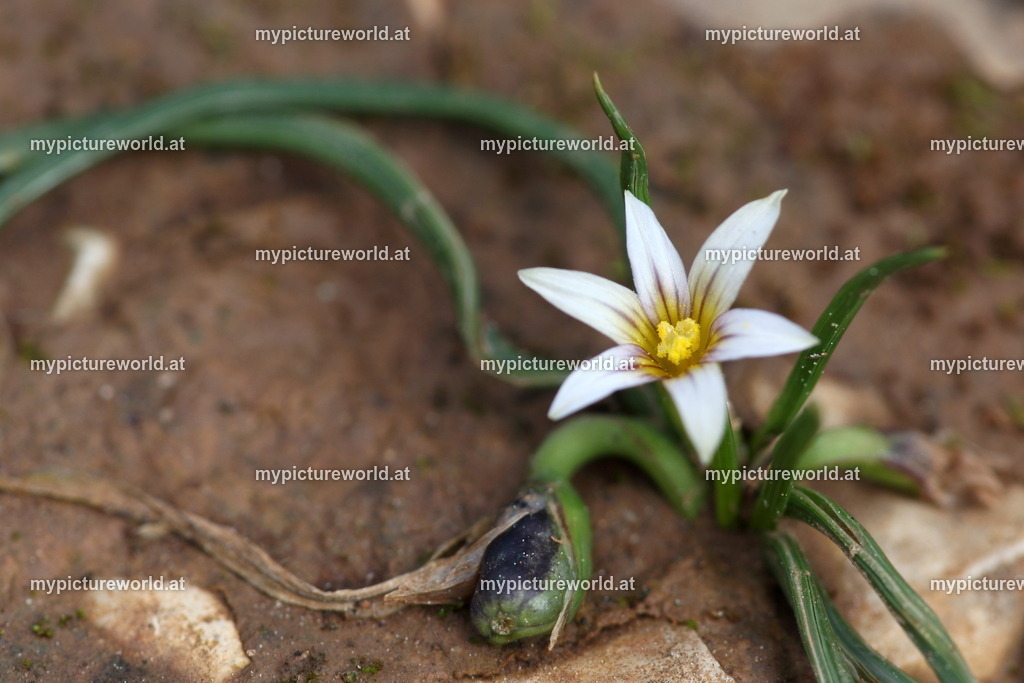 Romulea columnae-001 | Das Bilderarchiv über Tiere, Planzen und Landschaften. In der Bilddatenbank finden Sie ein große Auswahl an hochwertigen Bilder für Ihre Werbung - Realisiert mit Pictrs.com