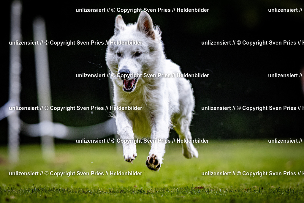 Sven Pries | 2025-10-03 - Hunderennen Obergrombach - Realisiert mit Pictrs.com