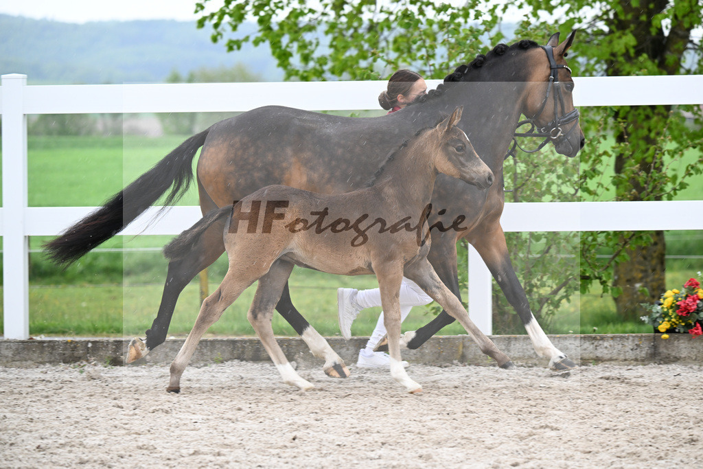 Kat-Nr. 29 SF Gold Garant x Hesselteichs Grimaldi_Bader_23261167 | hf-fotografie - Realisiert mit Pictrs.com