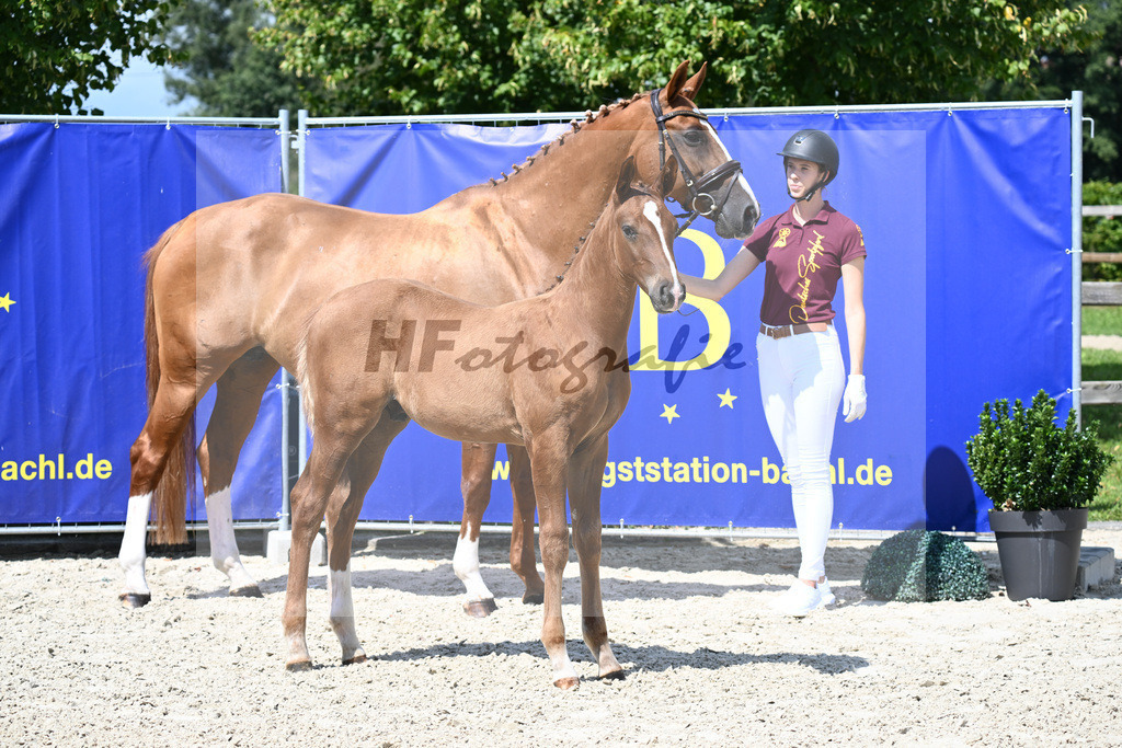 Vigaro x Starlight_HF_Weber_29240333 | hf-fotografie - Realisiert mit Pictrs.com