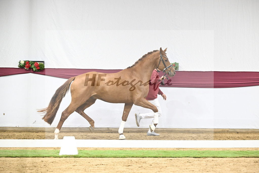 Kat-Nr. 134 Vitalis x Millennium_PBM Pfefferle GmbH_47254526 | hf-fotografie - Realisiert mit Pictrs.com