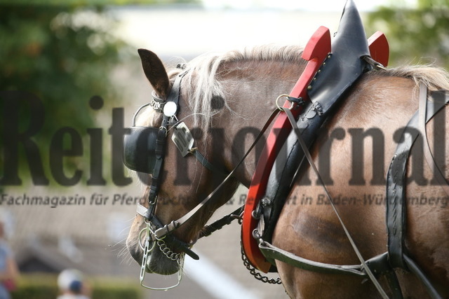 Leistungsprüfung_Sankt Märgen_2022_KN_06_Lissy (6) | Alle Fotos der Reiterjournal Fotografin Doris Matthaes im Reiterjournal Online-Fotoshop. - Realisiert mit Pictrs.com