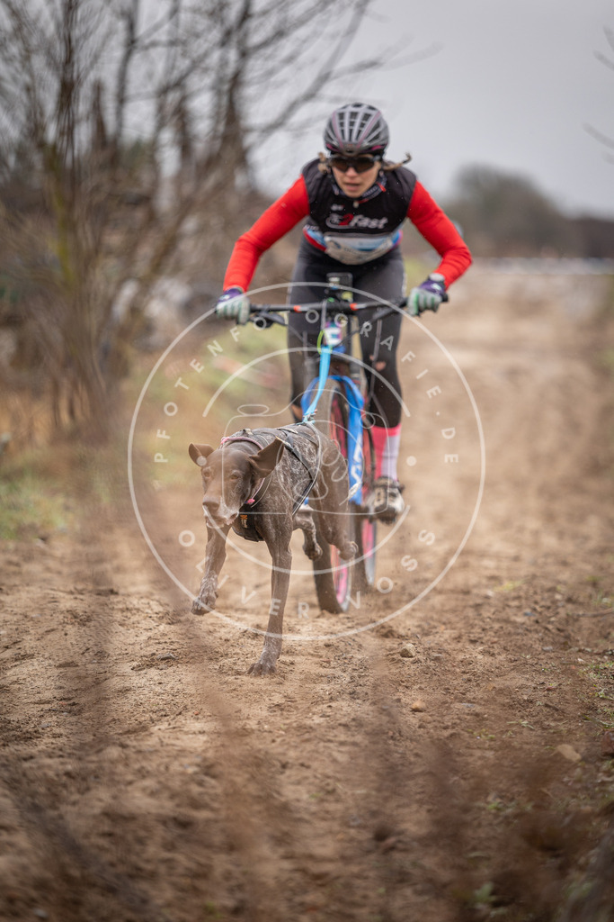 DV3A8851 | Hundefotografie, Tierfotograf, Pfotenfotografie, Fotoshooting Hund, Hunde Portrait, Hundesport, Hundeportraits, Heideshooting, Hunde, Sportfotograf, Hundefotograf, Turnierhundsport, THS,  - Realisiert mit Pictrs.com