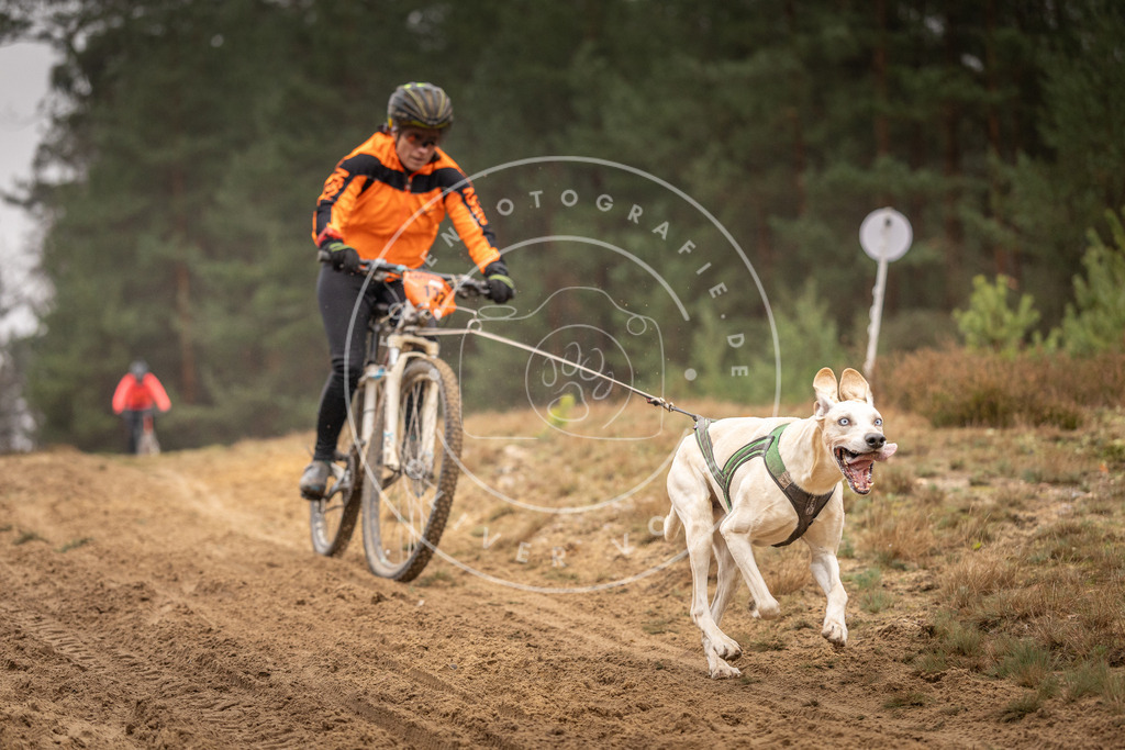 Pfotenfotografie_DV3A3684 | Hundefotografie, Tierfotograf, Pfotenfotografie, Fotoshooting Hund, Hunde Portrait, Hundesport, Hundeportraits, Heideshooting, Hunde, Sportfotograf, Hundefotograf, Turnierhundsport, THS,  - Realisiert mit Pictrs.com