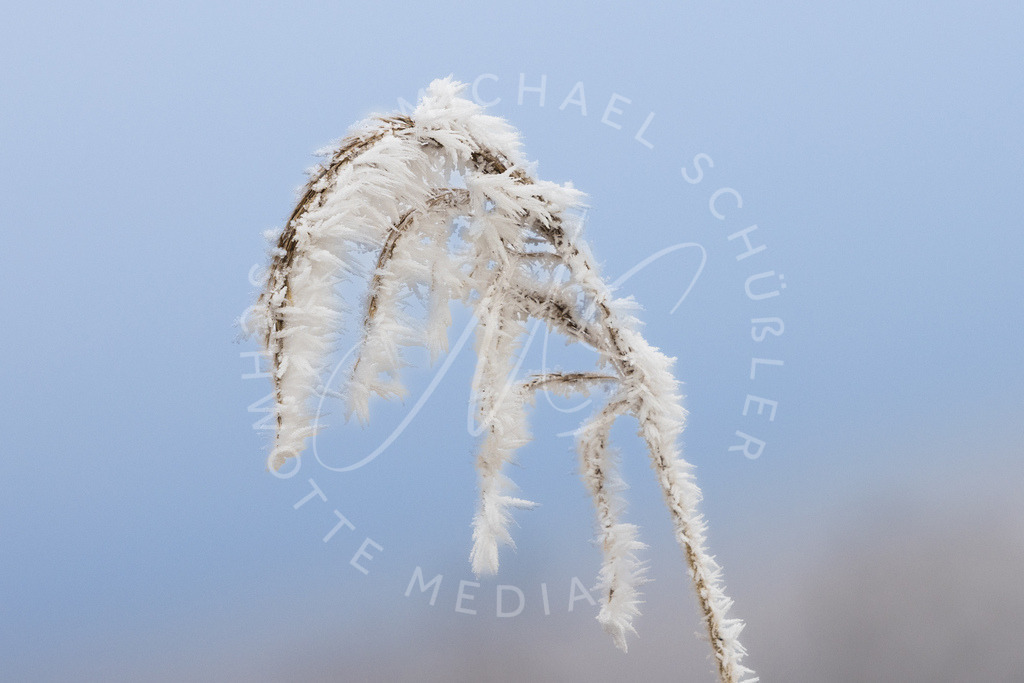 2025-01-21 Hemmingen Reet Seedamm 006 | Schwotte Media - Realisiert mit Pictrs.com