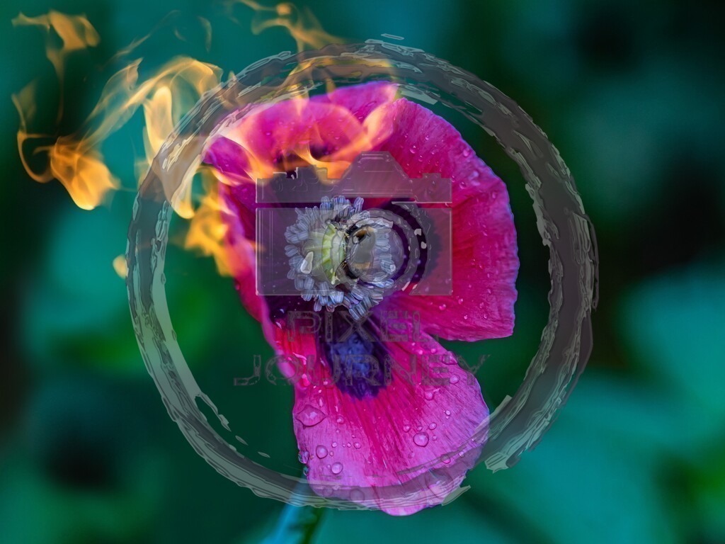 fiery_blossom_with_bumblebee | Fotograf, Fotografin, Portraitfotograf, Kunstfotograf, Fotoshop Fineart, Fotoshop Kunstfotografie, Fotos kaufen, Pixeljourney, Doreen Riedel, Natur, Tiere, Architektur, Kunst, Makro