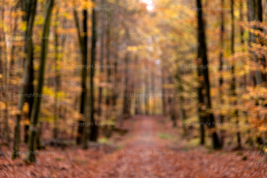 CRO_Autumn_Forest73_Bokeh | sparepix - Realisiert mit Pictrs.com