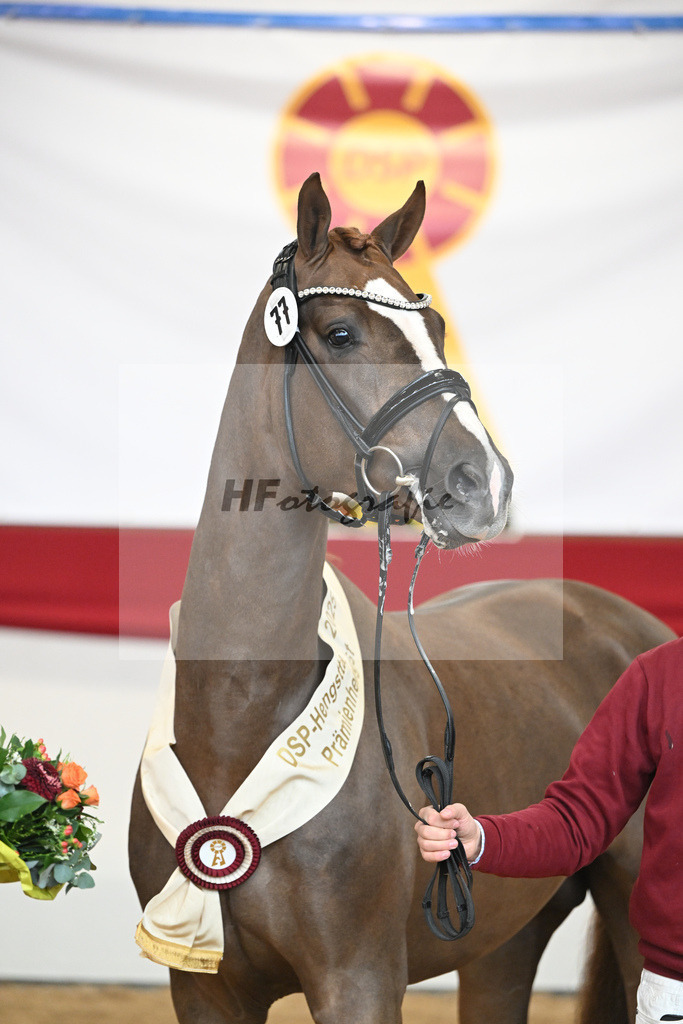 Kat.-Nr. 77 v. Sir Donnerhall I_Schafhof_2251916 | hf-fotografie - Realisiert mit Pictrs.com
