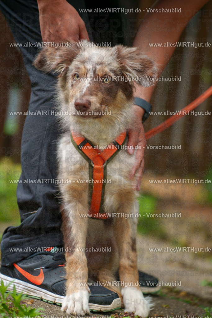 @allesWIRTHgut_Tierfotografie - www.allesWIRTHgut.de - 112927-7R508443 | Professionelle Tierfotografie in Mönchengladbach von Daniel Wirth (allesWIRTHgut). Liebevolle & natürliche Bilder von Hunden & Katzen für unvergessliche Erinnerungen.