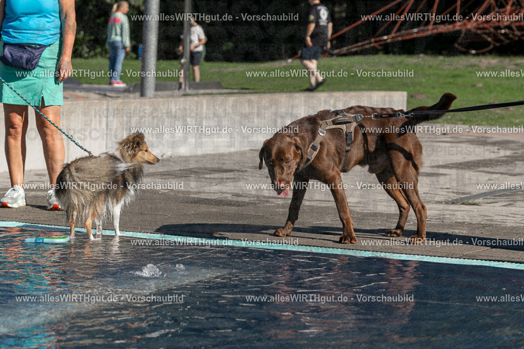Hundeschwimmen_Volksbad_2026-allesWIRTHgut_Tierfotografie-2609061037-FAY05956 | Professionelle Tierfotografie in Mönchengladbach von Daniel Wirth (allesWIRTHgut). Liebevolle & natürliche Bilder von Hunden & Katzen für unvergessliche Erinnerungen.