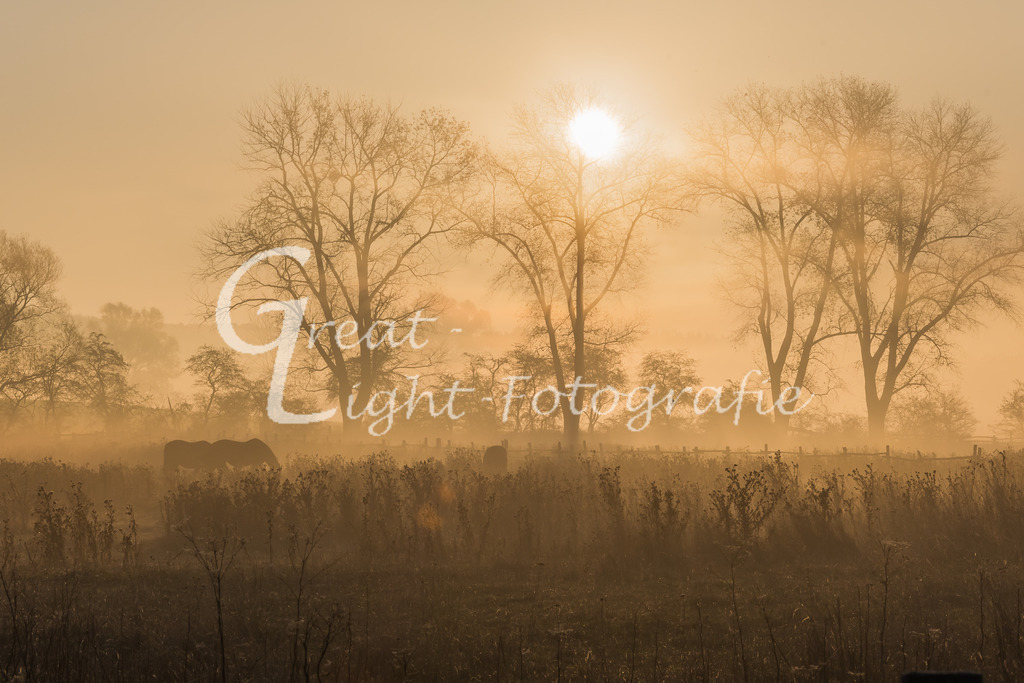 DSC_0950 | Great-Light Fotografie - Realisiert mit Pictrs.com