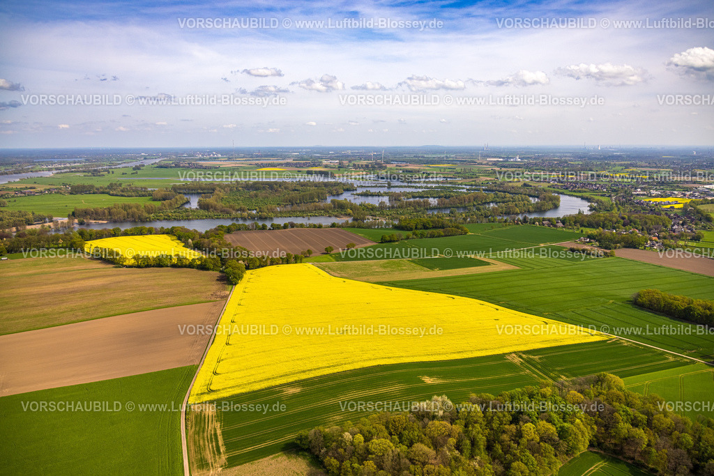 Xanten240402325BirtenRapsfelder | Luftbild, gelb blühendes Rapsfeld am NSG Naturschutzgebiet Fuerstenberg an der Römerstraße, Castra Vetera historische Sehenswürdigkeit eines ehemaligen römischen Militärlagers, hinten Alter Rhein und Bislicher Insel, Birten, Xanten, Niederrhein, Nordrhein-Westfalen, Deutschland