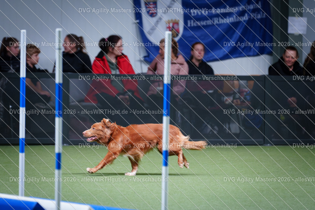 allesWIRTHgut_Tierfotografie-DVG_Agility_Masters_2026-12_35-7R502592 | Professionelle Tierfotografie in Mönchengladbach von Daniel Wirth (allesWIRTHgut). Liebevolle & natürliche Bilder von Hunden & Katzen für unvergessliche Erinnerungen.