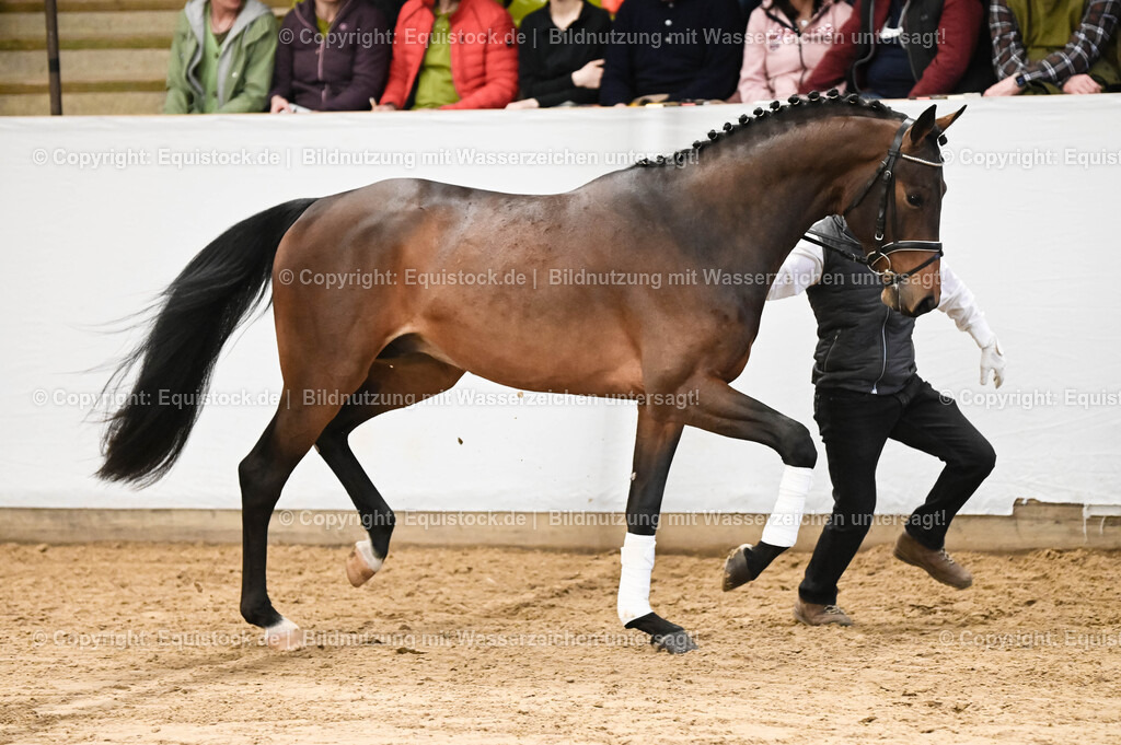 20260307_Hengstvorstellung-Marbach_0082 | equistock