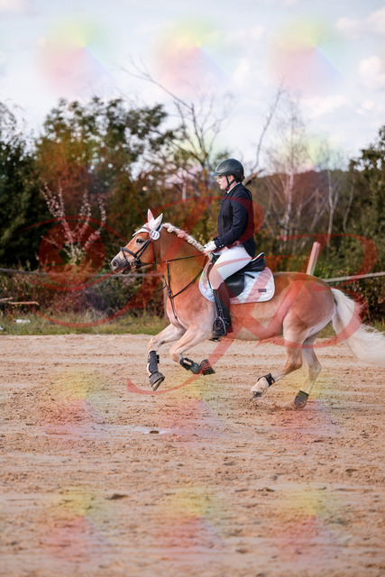 2026_10_03_Siefer-Hof_145515_Z81_35595636 | Professionelle Reitsport-, Turnier- und Eventfotografie von Robert Broda. Galerien mit ausgewählten und bearbeiteten Bildern direkt online ansehen und bestellen.