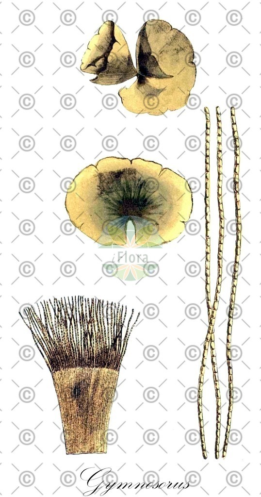 HistAbb_wfo-0000094649_1_ENZY_Simple | Historische Abbildung von Gymnosorus - Peyssonneliaceae (0) | Historical Illustration of Gymnosorus - Peyssonneliaceae (0)