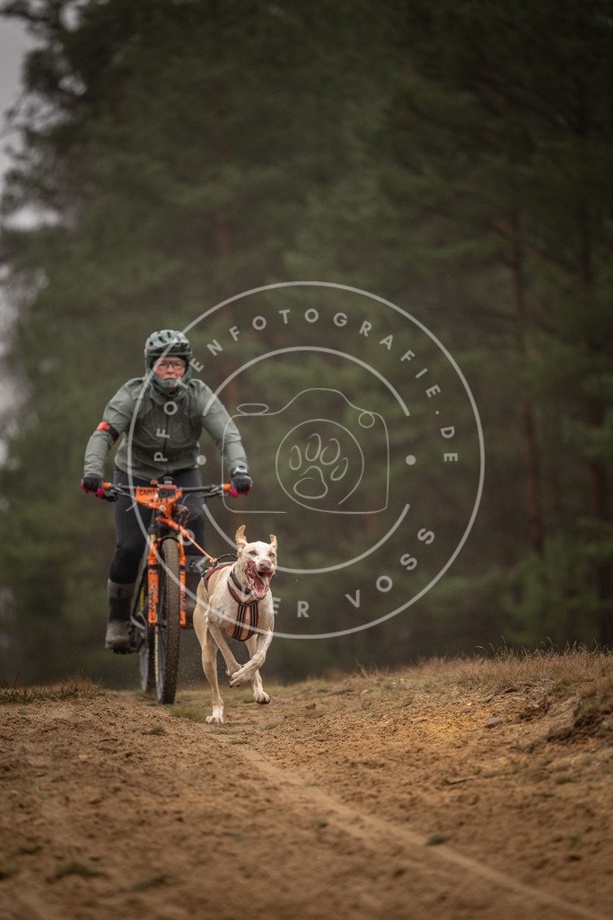 Pfotenfotografie_DV3A3168 | Hundefotografie, Tierfotograf, Pfotenfotografie, Fotoshooting Hund, Hunde Portrait, Hundesport, Hundeportraits, Heideshooting, Hunde, Sportfotograf, Hundefotograf, Turnierhundsport, THS,  - Realisiert mit Pictrs.com