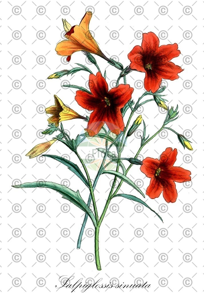 HistAbb_wfo-0000786396_1_ENZY_Simple | Historische Abbildung von Salpiglossis sinuata - Solanaceae | Historical Illustration of Salpiglossis sinuata - Solanaceae