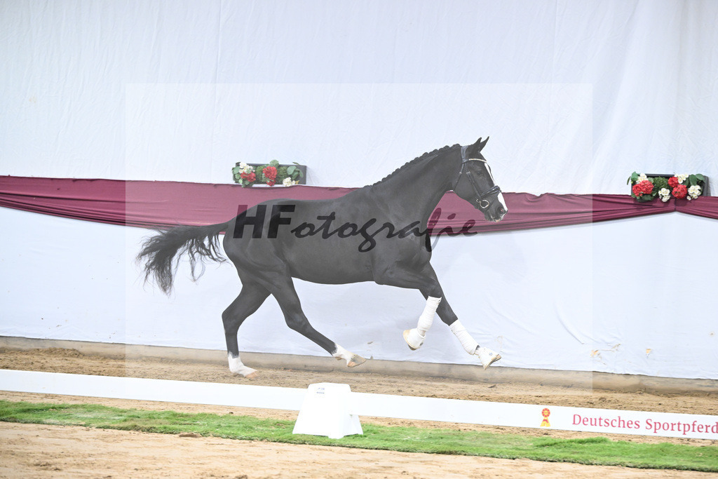 Kat-Nr. 60 Ellis x Desperados_Matthias Schlamminger_47252252 | hf-fotografie - Realisiert mit Pictrs.com