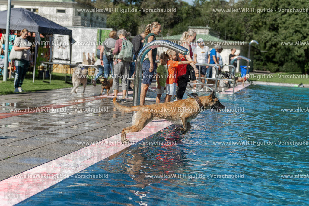 Hundeschwimmen_Volksbad_2026-allesWIRTHgut_Tierfotografie-2609061127-103753-7R509644 | Professionelle Tierfotografie in Mönchengladbach von Daniel Wirth (allesWIRTHgut). Liebevolle & natürliche Bilder von Hunden & Katzen für unvergessliche Erinnerungen.