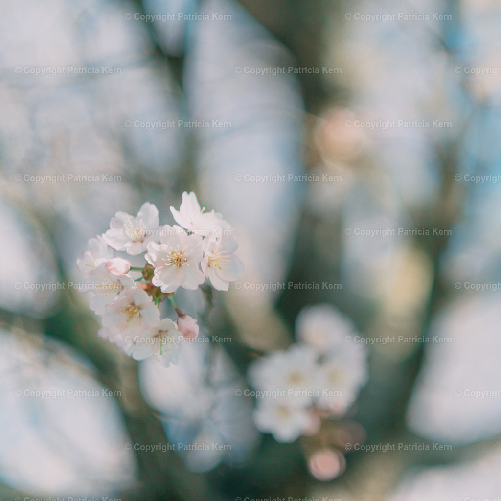 _DSC7739 | Patricia Kern | Fotografie