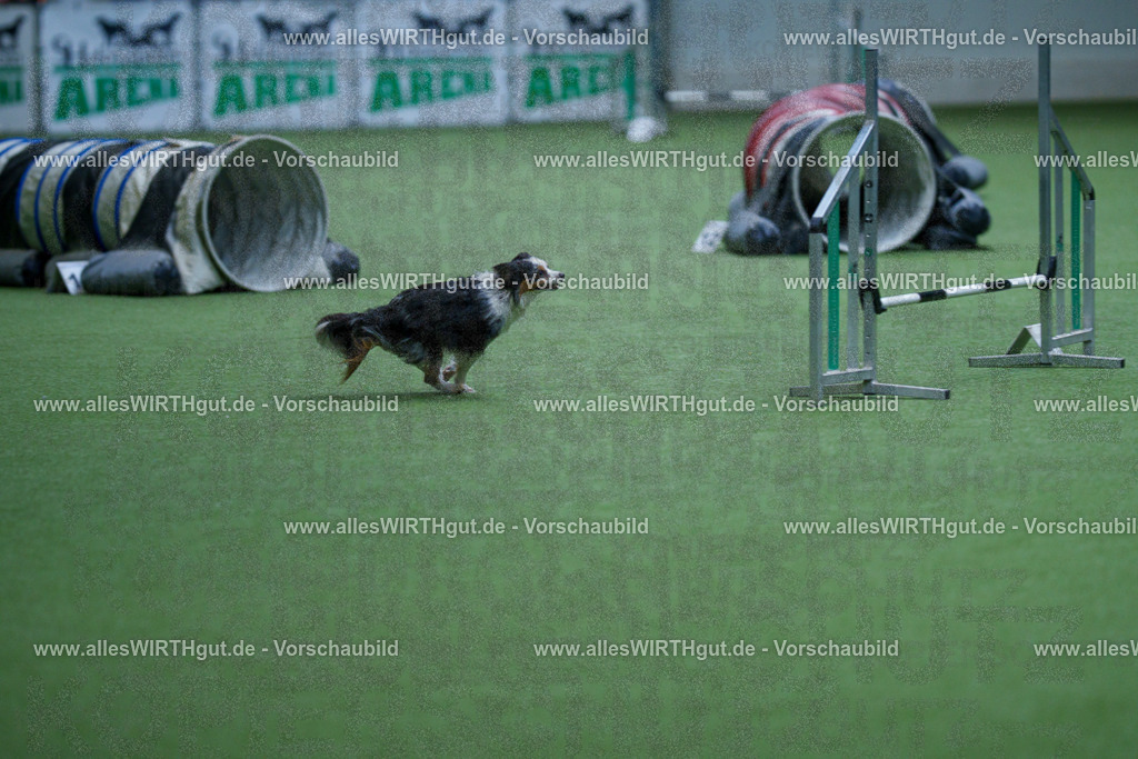 @allesWIRTHgut_Tierfotografie - www.allesWIRTHgut.de - 2604251125-7R500473 | Professionelle Tierfotografie in Mönchengladbach von Daniel Wirth (allesWIRTHgut). Liebevolle & natürliche Bilder von Hunden & Katzen für unvergessliche Erinnerungen.