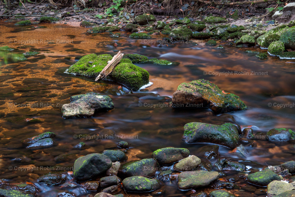 Naturpfad-10 | Robin Zinnert - Realisiert mit Pictrs.com