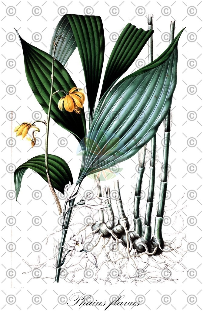 HistAbb_wfo-0000051178_1_ENZY_Simple | Historische Abbildung von Phaius flavus - Orchidaceae | Historical Illustration of Phaius flavus - Orchidaceae