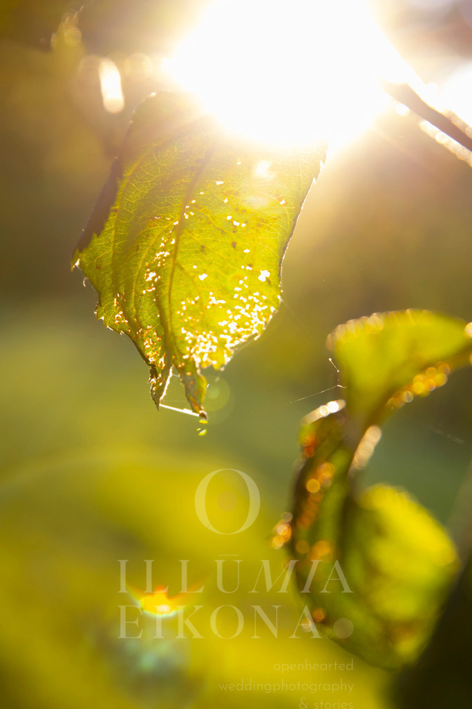 2L8A6655 | illumiaeikona.com - Realisiert mit Pictrs.com