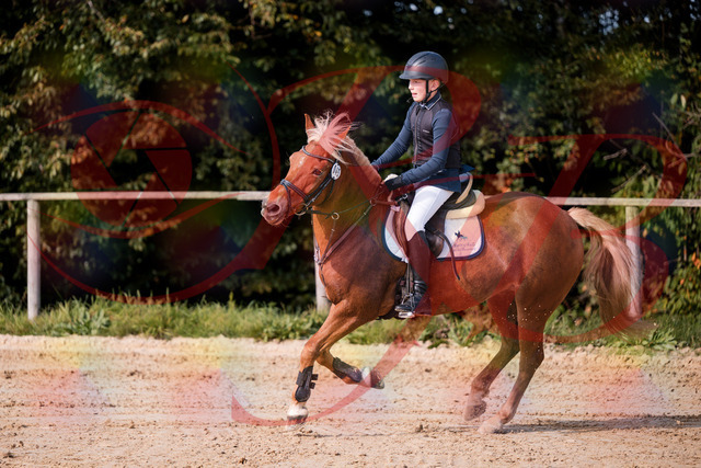 2026_10_03_Siefer-Hof_144723_Z81_24254502 | Professionelle Reitsport-, Turnier- und Eventfotografie von Robert Broda. Galerien mit ausgewählten und bearbeiteten Bildern direkt online ansehen und bestellen.