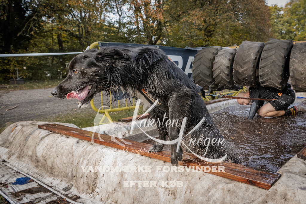 1439_ZZ94711 | kk-dogfotos