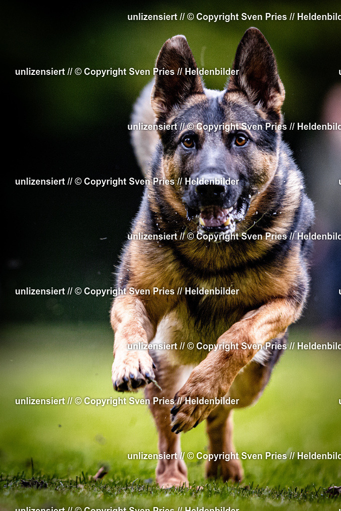 Sven Pries | 2025-10-03 - Hunderennen Obergrombach - Realisiert mit Pictrs.com