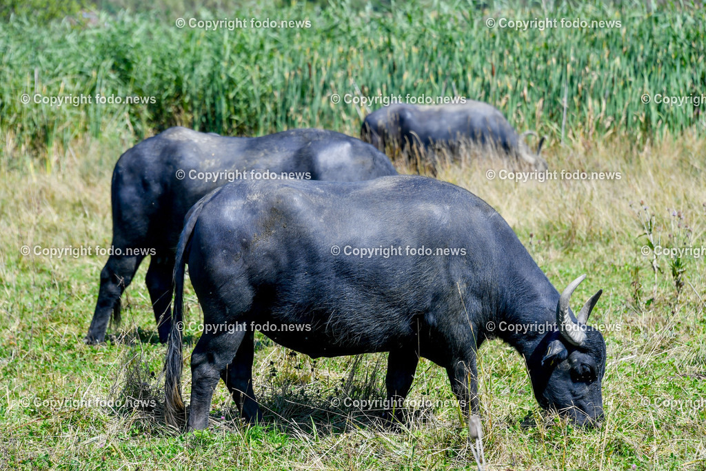 Deutschland_ Baden-Wuerttemberg_ Heiningen_ 11.08.2025-13 | 11.08.2025, Deutschland, GER, Baden-Wuerttemberg, Landkreis Goeppingen, Heiningen, im Bild Themenbild, Wasserbueffel, Biotop, Rohrwasen, Naturschutz, Feuchtgebiet, Weidetiere, Landschaftspflege, oekologische Vielfalt, Artenschutz, Grasen, Sumpfgebiet, nachhaltige Beweidung, Regionalprojekt, Umweltbildung, Naturraum, Moorlandschaft, Biodiversitaet, heimische Tierwelt, Besucherattraktion, ruhige Umgebung, Artenvielfalt, Naturerlebnis, oekologische Landwirtschaft, Feature, Symbolbild