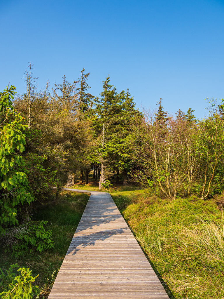 Landschaft in den Dünen bei Norddorf auf der Insel Amrum | Landschaft in den Dünen bei Norddorf auf der Insel Amrum.