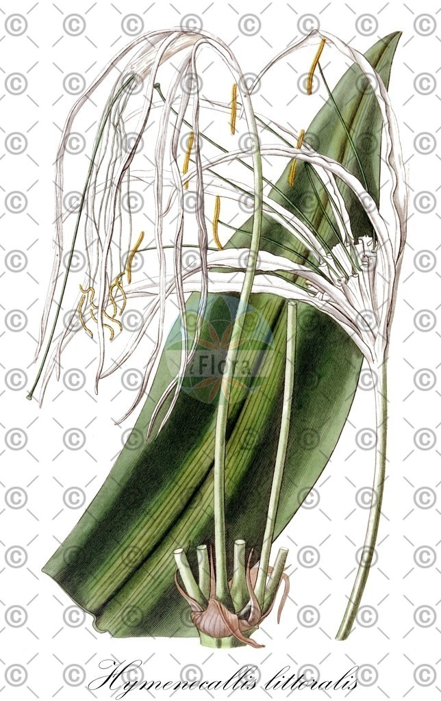 HistAbb_5277_1_ENZY_Simple | Historische Abbildung von Hymenocallis littoralis - Amaryllidaceae | Historical Illustration of Hymenocallis littoralis - Amaryllidaceae