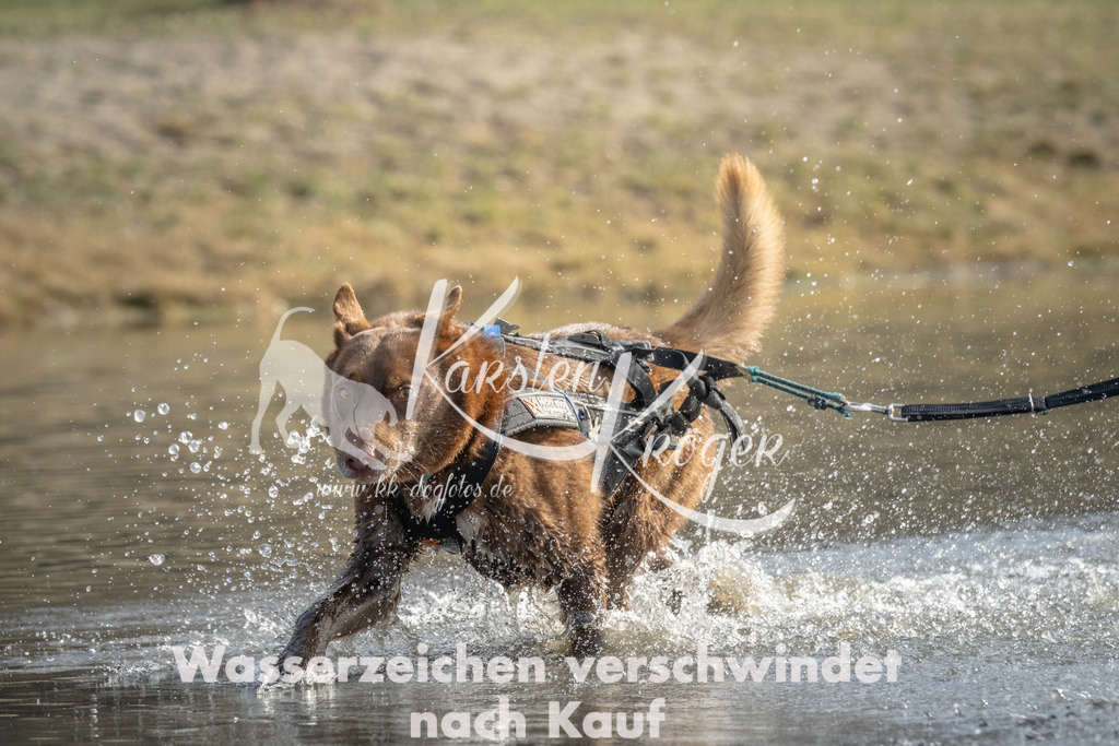 1038_ZZ98719 | kk-dogfotos